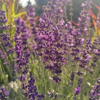 Лаванда Пурпурный колос узколистная