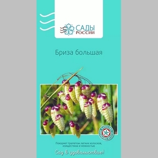 Бриза большая