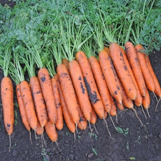 Морковь Рахат Лукум