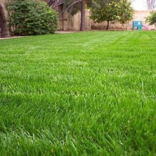 Райграс Сакини пастбищный (большой пакет)