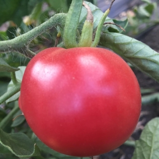 Томат Раннее диво (Early Wonder)