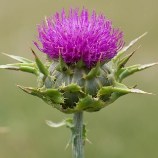 Расторопша Здравница пятнистая