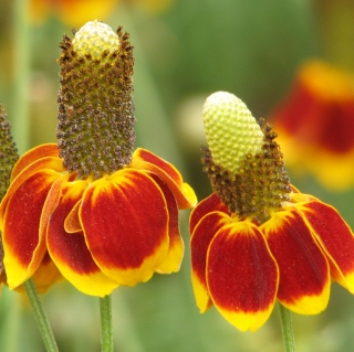 Ратибида Цветок прерий