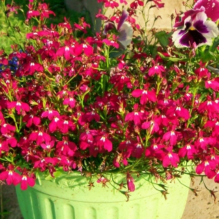 Лобелия Красный фонтан плетистая