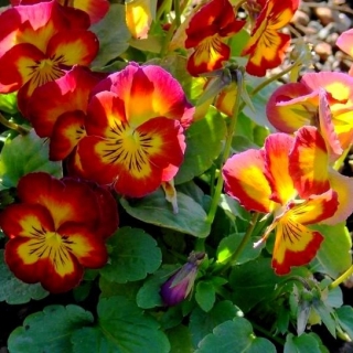 Виола Великолепие красное F1 (Виттрока)