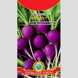 Редис Фиолет