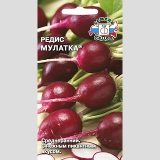 Редис Мулатка