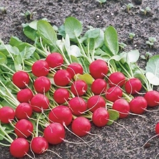 Редис Охотский