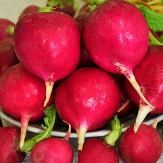 Редис Русский размер