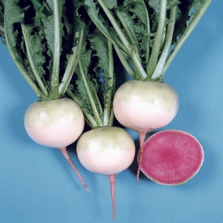 Редька Ред мит F1