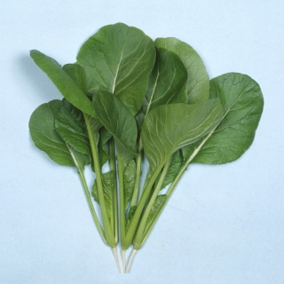 Репа Салад Комацуна F1 листовая