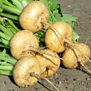 Репа Петровская 1