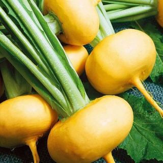 Репа Русская Сказка