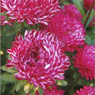 Астра Риббон Рэд