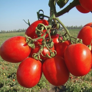 Томат Рио Фуего