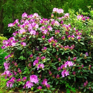 Рододендрон крупнейший