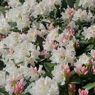 Рододендрон Шлиппенбаха