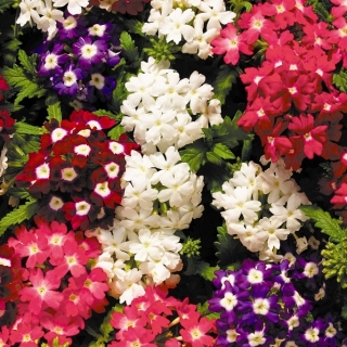 Вербена Романс смесь