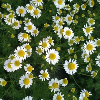 Ромашка Романов цвет (аптечная)