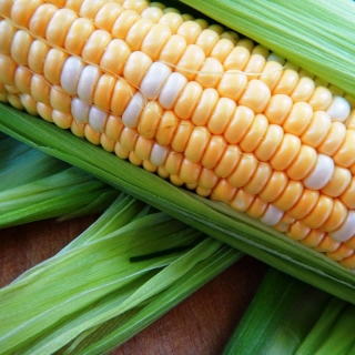 Кукуруза Роузи F1