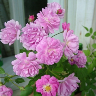 Роза Крылья Ангелов китайская