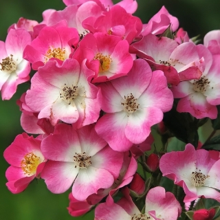 Роза Крылья ангела китайская