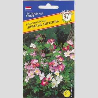 Роза Крылья Ангелов китайская