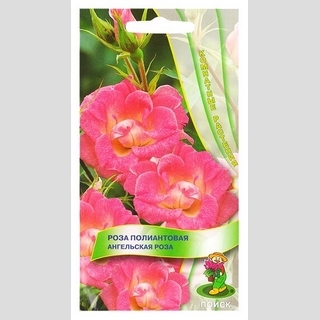 Роза Ангельская роза полиантовая