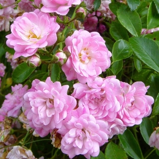 Роза Садовый аромат (многоцветковая)