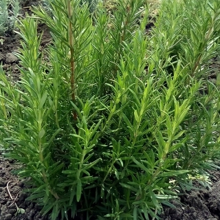 Розмарин Ароматный