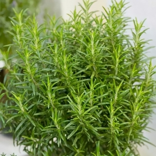 Розмарин Росинка