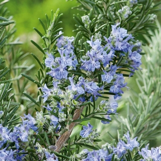 Розмарин Вишняковский Семко