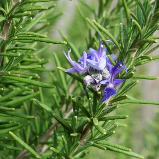 Розмарин Доктор