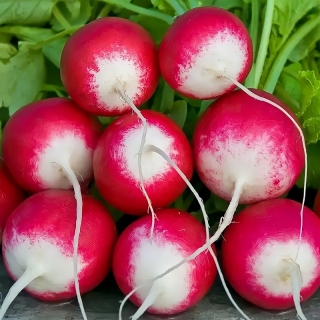 Редис Розово-красный с белым кончиком