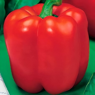 Перец Рубиновый бык