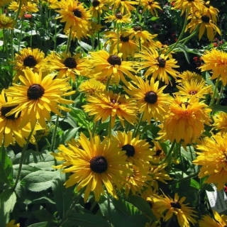 Рудбекия Глориоза Даубл