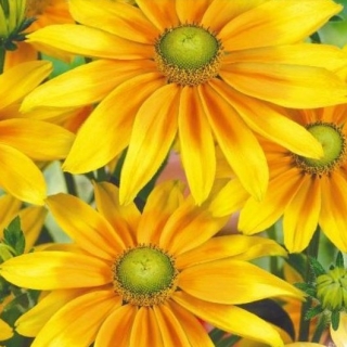 Рудбекия Ирландская весна