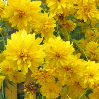 Рудбекия Летка-Енка