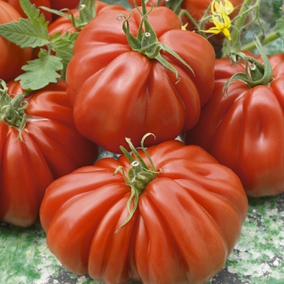 Томат Ругантино F1 (Rijk Zwaan)