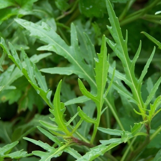 Двурядник Эйфория тонколистный