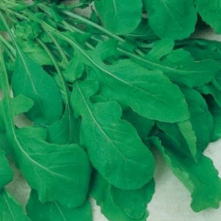 Рукола Культурная (индау) Виктория