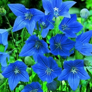 Платикодон Голубое озеро