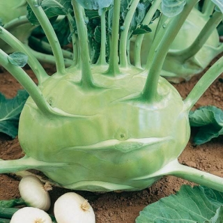 Капуста Гигант