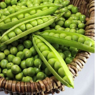 Горох Сахарное великолепие