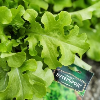Салат Бутерброд (листовой)
