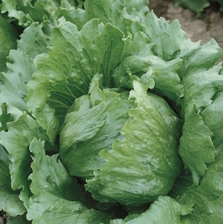 Салат Челлендж