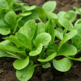 Салат - корн Экспромт