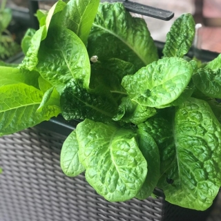 Салат Слоу болтер F1