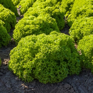 Салат Лолло Бионда