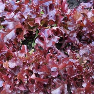 Салат Морозко рубиновый